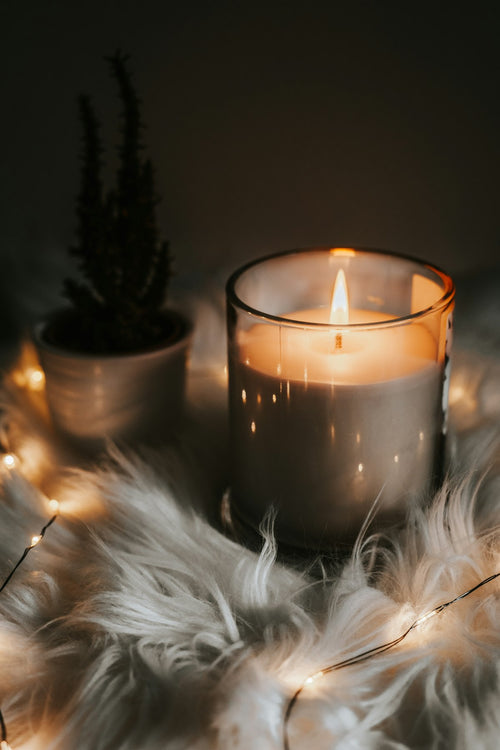Cedar & Amber soy candle burning beside a small potted evergreen